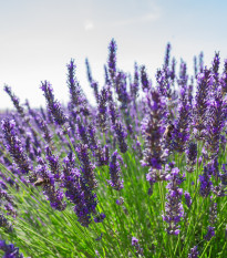 Levanduľa Vera - Lavandula angustifolia - semená - 0,02 g