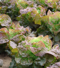 Šalát hlávkový červený Rosemarry - Lactuca sativa - semená - 200 ks