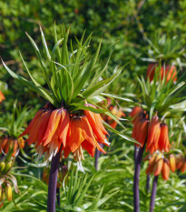 Korunkovka kráľovská Aurora - Fritillaria imperialis - cibuľoviny - 1 ks