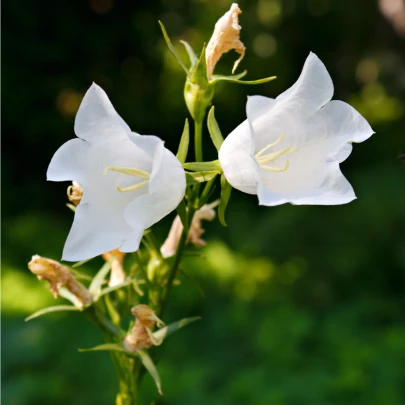 Zvonček broskyňolistý biely - Campanula persicifolia alba - semená - 0,02 g