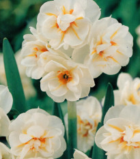 Narcis Sir Winston Churchill - Narcissus - cibuľoviny - 3 ks