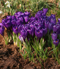 Krókus Remembrance - Crocus - cibuľoviny - 3 ks