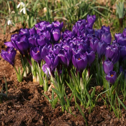 Krókus Remembrance - Crocus - cibuľoviny - 3 ks