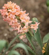 Hyacint oranžový Gipsy Queen - Hyacinthus - cibuľoviny - 1 ks