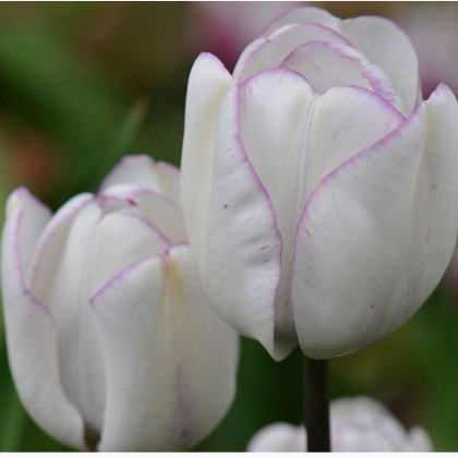 Tulipán Shirley - Tulipa - cibuľoviny - 3 ks