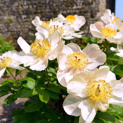 Pivónia Patio Dublin - Paeonia Lactiflora - cibuľoviny - 1 ks