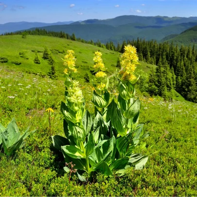 Horec žltý - Gentiana Lutea - semená - 8 ks