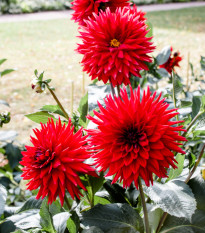 Georgína Pigmy červená - Dahlia - cibuľoviny - 1 ks