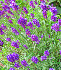 Levanduľa Ellegance Purple - Lavandula angustifolia - semená - 15 ks