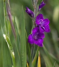 Gladiola Purple Flora - Gladiolus - cibuľoviny - 3 ks