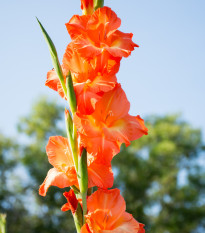 Gladiola Peter Pears - Gladiolus - cibuľoviny - 3 ks