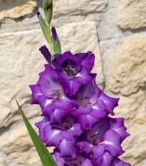 Gladiola Blue Isle - Gladiolus - cibuľoviny - 3 ks