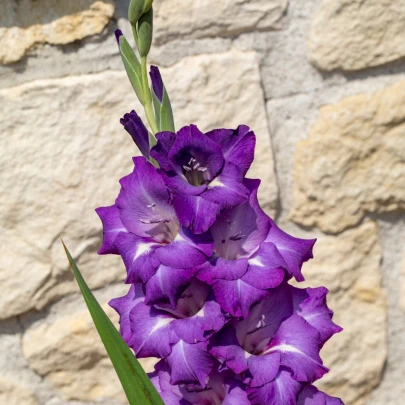 Gladiola Blue Isle - Gladiolus - cibuľoviny - 3 ks