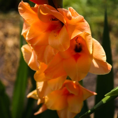 Gladiola Ovatie - Gladiolus - cibuľoviny - 3 ks