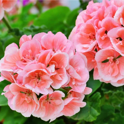 Muškát pásikavý Nekita F1 Salmon - Pelargonium zonale - semená - 4 ks