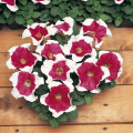 Petúnia mnohokvetá Red Frost F1 - Petunia Multiflora - semená - 20 ks