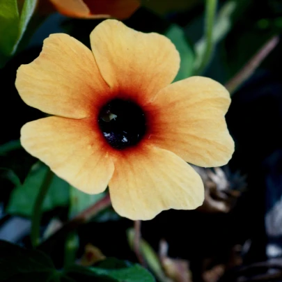 Tunbergia krídlatá African Sunset - Thunbergia alata - semená - 5 ks