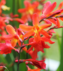 Montbrécia Masonorum - Crocosmia - cibuľoviny - 4 ks