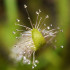 Rosička kapská nízka White flower - Drosera Capensis White flower - semená - 15 ks