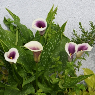 Kala Picasso - Zantedeschia - cibuľoviny - 1 ks