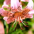 Ľalia Pink Tiger - Lilium - Cibuľoviny - 1 Ks