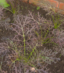 Rukola Agano - Brassica juncea - semená - 150 ks