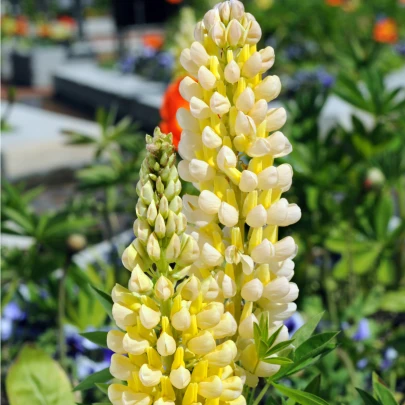 Vlčí bôb Kronleuchter - Lupinus polyphyllus - semená - 40 ks