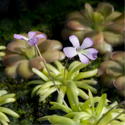 Tučnica - Pinguicula Founcine-le-Bas - semená - 15 ks