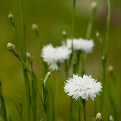 Nevädza lúčna biela - Centaurea cyanus - semená - 45 ks