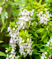 Šalvia Victoria White - Salvia farinacea - semená - 12 ks