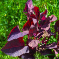 Loboda záhradná Scarlet - Atriplex hortensis - semená - 60 ks