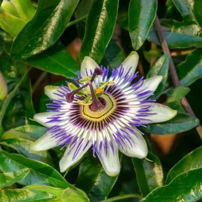 Mučenka modrá - Passiflora caerulea - semená - 5 ks