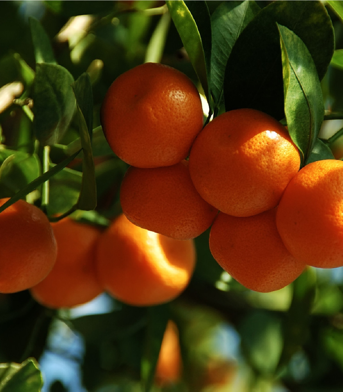Pomarančovník zakrslý - Citrus mitis - semená - 3 ks
