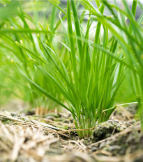 BIO Pažítka - Allium schoenoprasum L. - bio semená - 200 ks