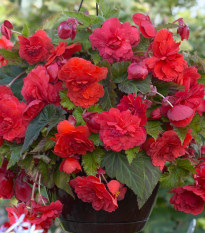 Begónia Red Glory - Begonia odorata - cibuľoviny - 2 ks