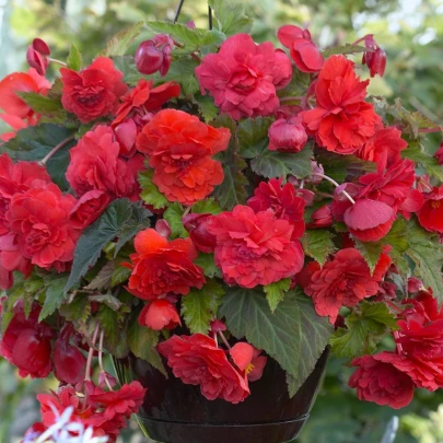 Begónia Red Glory - Begonia odorata - cibuľoviny - 2 ks