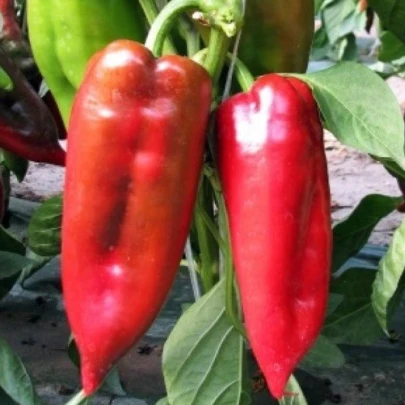 Paprika ročná Rafaelus F1 - Capsicum Annuum - semená - 15 ks