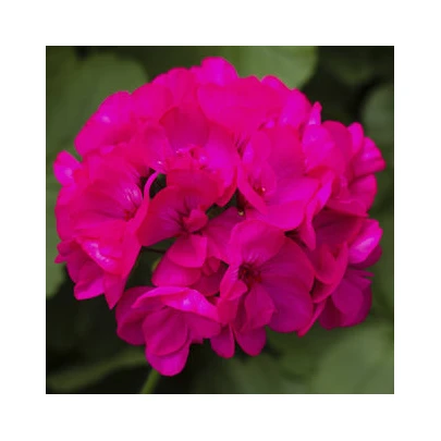 Muškát pásikavý Nekita F1 Deep Rose - Pelargonium zonale - semená - 4 ks