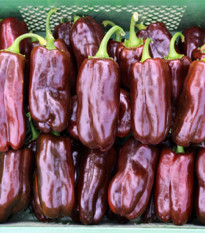 BIO Paprika Chocobell - Capsicum Annuum - bio semená - 8 ks