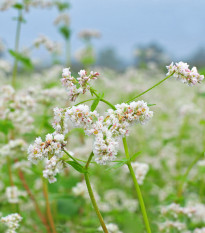 Pohánka siata - Polygonum fagopyrum - semená - 20 ks