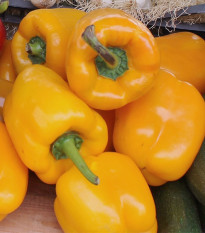 BIO Paprika Quadrato Asti Giallo - Capsicum Annuum - bio semená - 8 ks