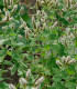 Mäta jablčná - Mentha rotundifolia - semená - 25 ks