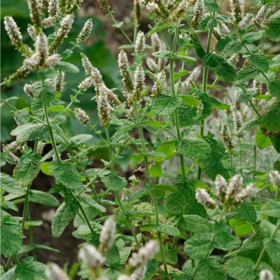 Mäta jablčná - Mentha rotundifolia - semená - 25 ks