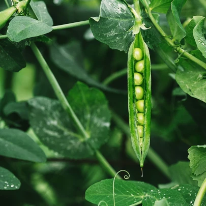 BIO Hrach dreňový Malý Rheinland - Pisum sativum - bio semená - 45 ks