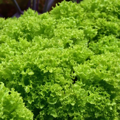 BIO Šalát listový kučeravý Lollo Bionda - Lactuca sativa - bio semená - 100 ks