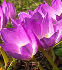 Jesienka Lilac Wonder - Colchicum - cibuľoviny - 1 ks