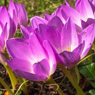 Jesienka Lilac Wonder - Colchicum - cibuľoviny - 1 ks