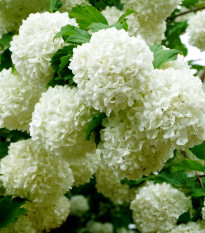 Kalina obyčajná - Viburnum opulus - semená - 5 ks