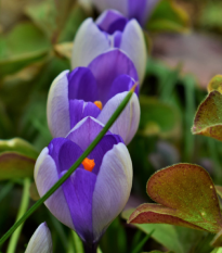 Krókus Yalta - Crocus sativus - cibuľoviny - 3 ks