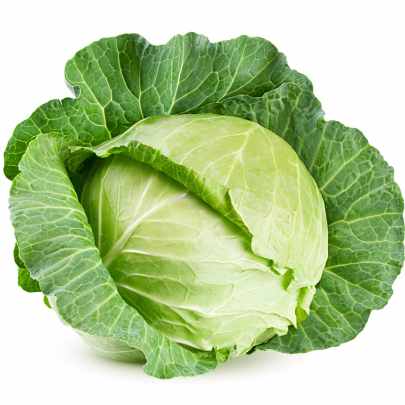BIO Kapusta biela Filderkraut - Brassica oleracea - bio semená - 50 ks